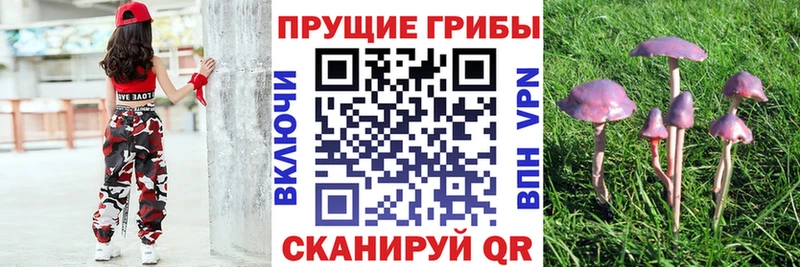 Галлюциногенные грибы Psilocybe Северск